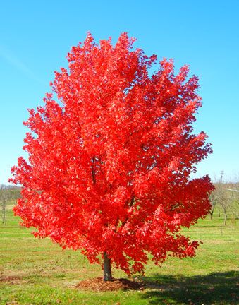 a red tree in the middle of a field