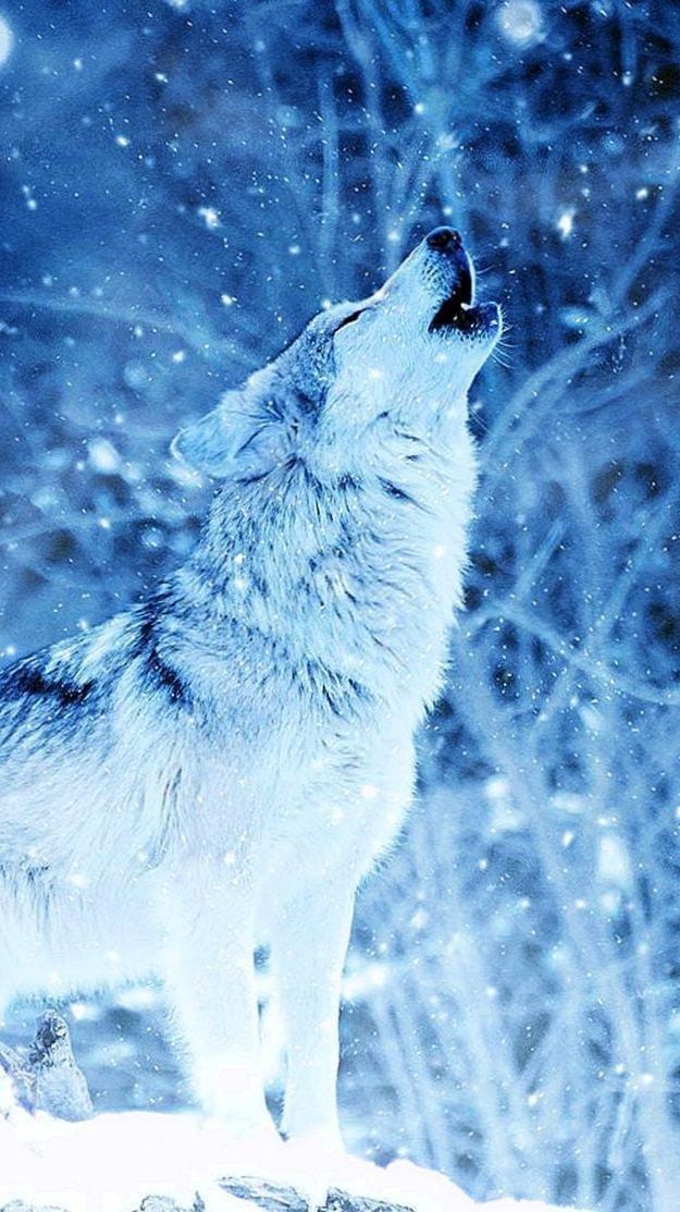 a wolf standing in the snow with its mouth open