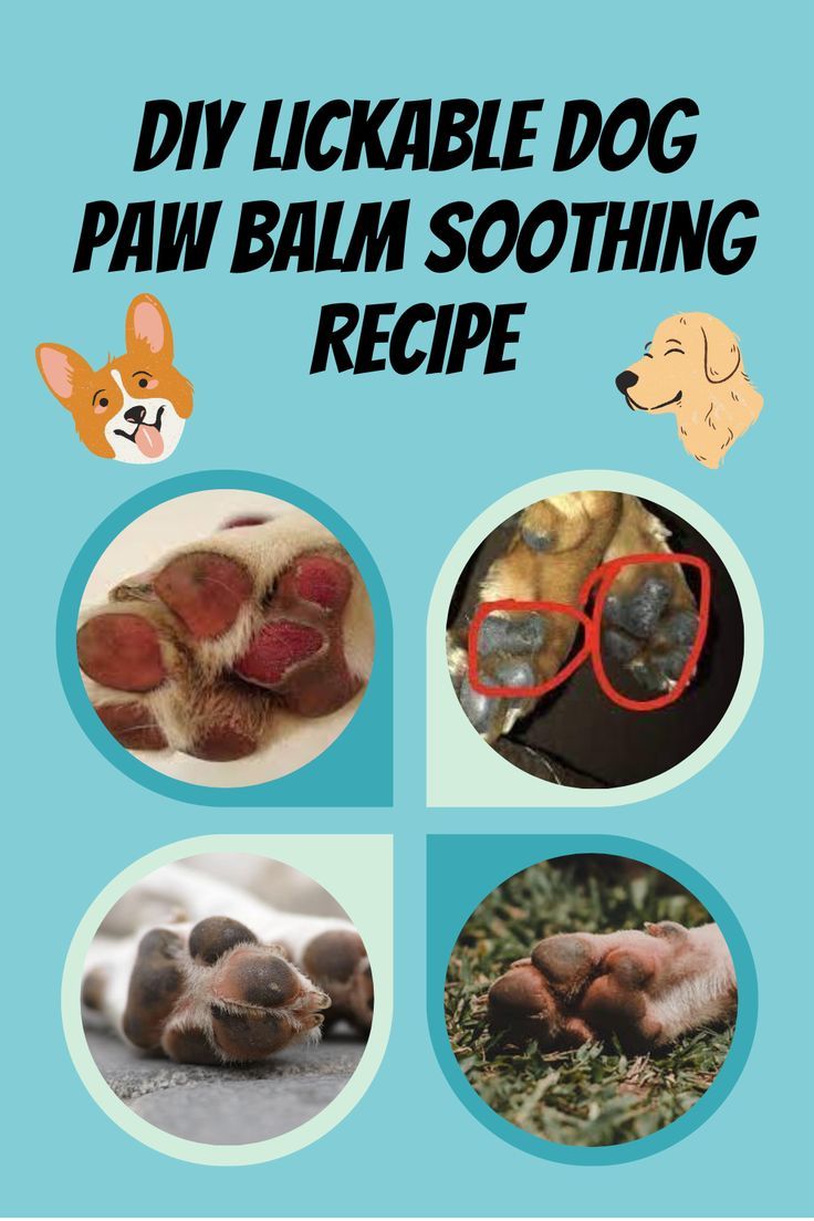 a poster with pictures of dogs and their paws in different colors, including the words diy lickable dog paw balm soothing recipe