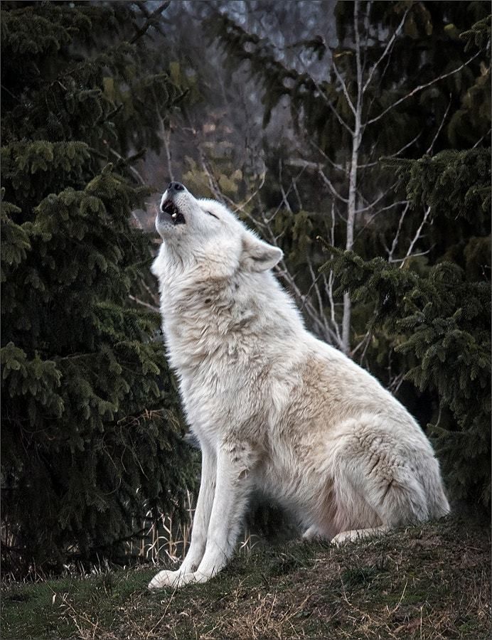 a white wolf sitting on top of a grass covered field next to trees and looking up at the sky