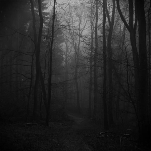 a black and white photo of trees in the woods with foggy skies above them