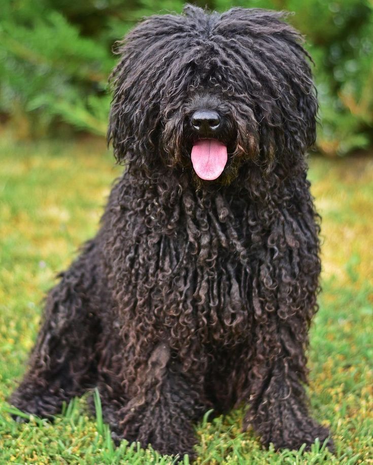 a shaggy black dog sitting in the grass with its tongue out and it's tongue hanging out