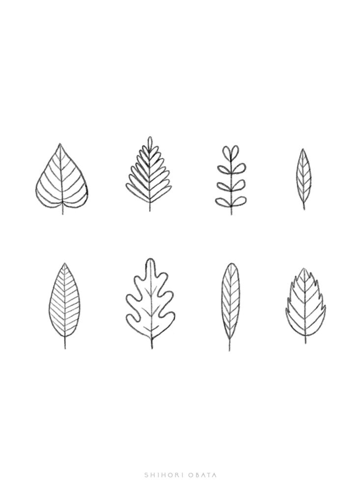 six different types of leaves on a white background