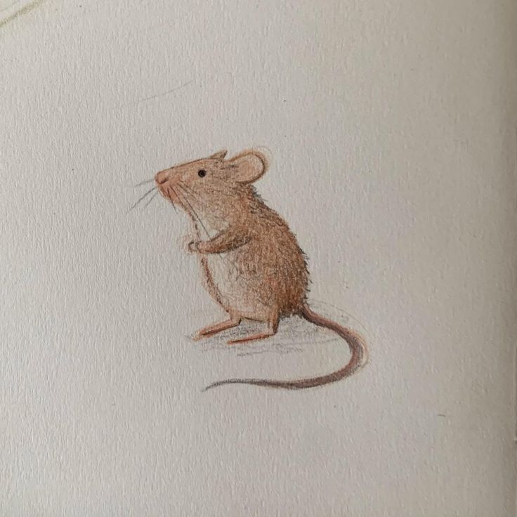 a drawing of a mouse on a piece of paper