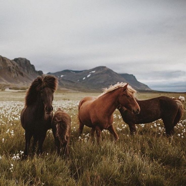 three horses are standing in the grass with mountains in the background