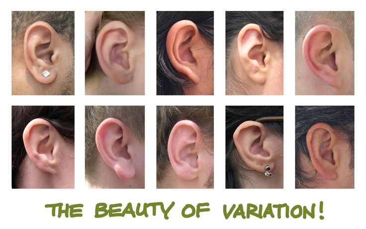 an image of various types of ears with the caption'the beauty of variation '