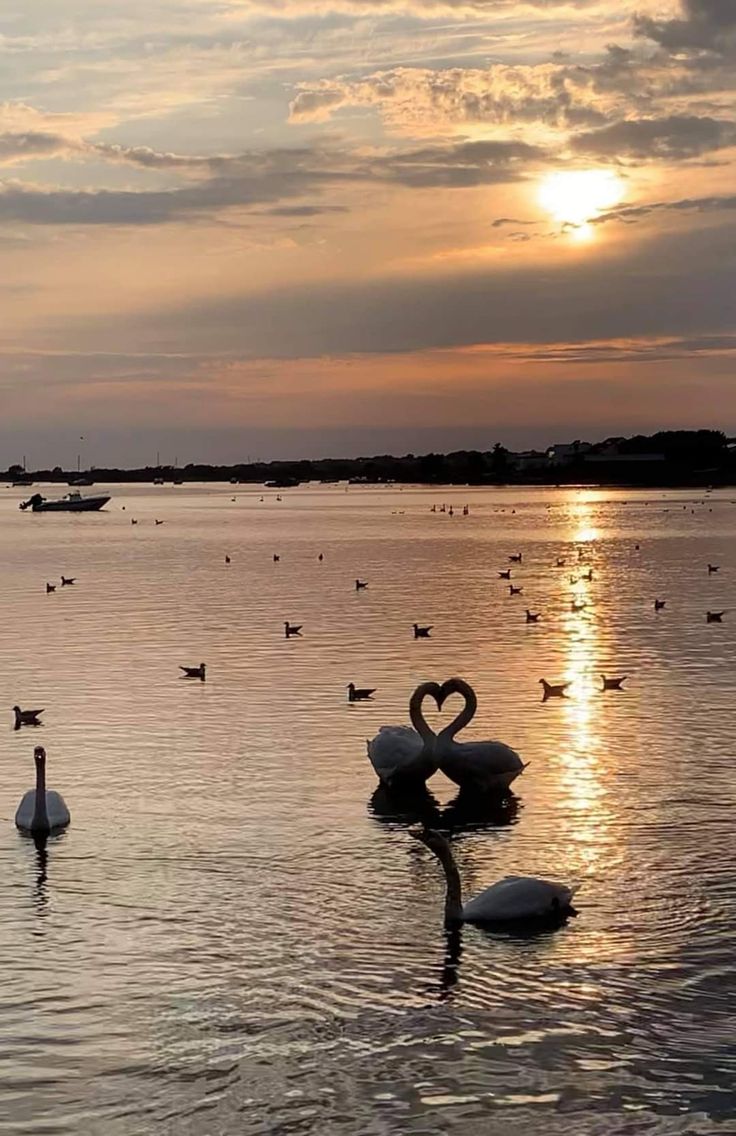 swans floating in the water at sunset with their necks shaped like hearts and birds flying above them