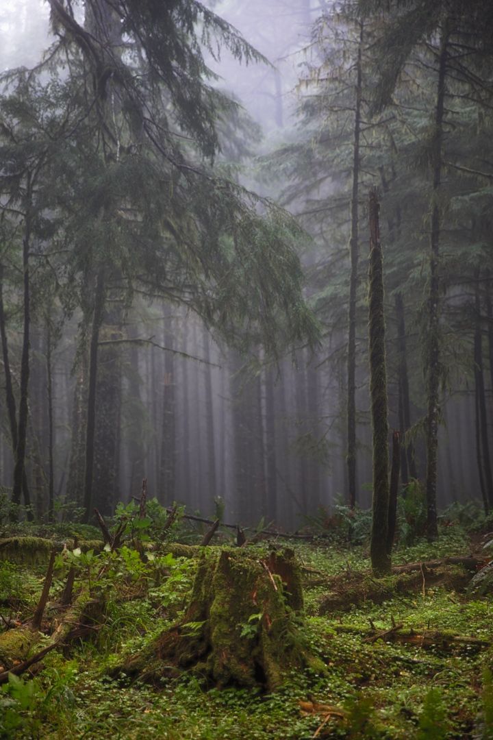 a forest filled with lots of tall trees and green mossy ground covered in fog