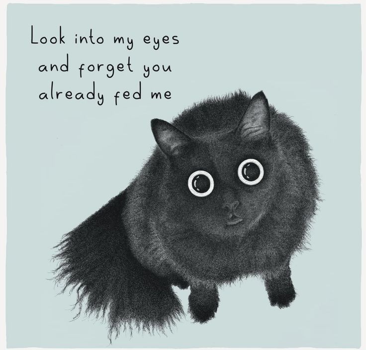 a drawing of a black cat with big eyes looking up at the camera text reads, look into my eyes and forget you already feed me