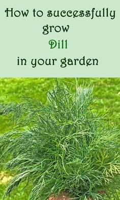 a potted plant with the words how to successfully grow dill in your garden