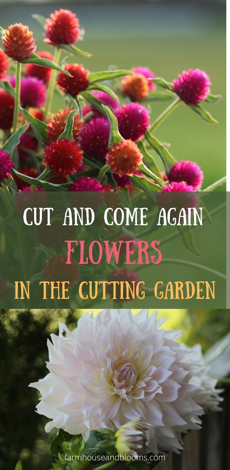 two pictures of cut and come again flowers, one of globe amaranth, and one of a dahlia flower Cut Garden, Growing Cut Flowers, Flower Garden Plans, Cut Flower Farm, Flower Farming, Flower Farmer, Cut Flower Garden, The Gardener, Pollinator Garden