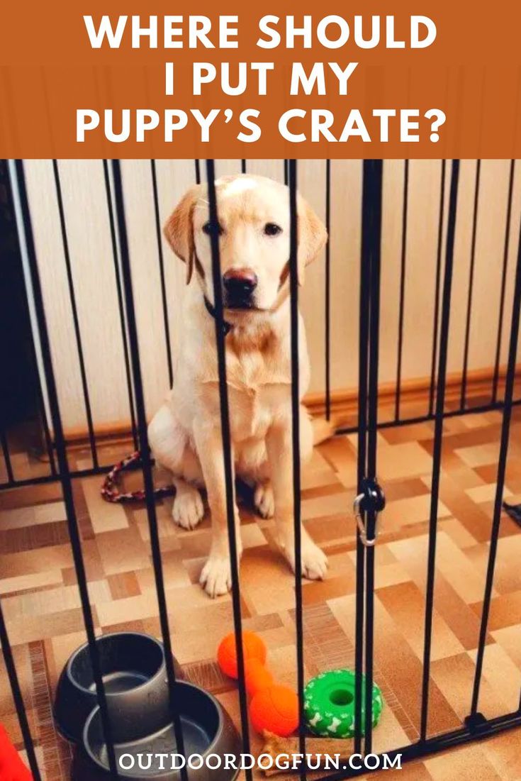 a dog sitting in its cage with the caption where should i put my puppy's crate?