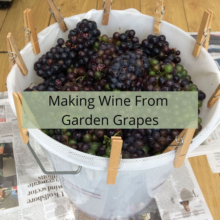 a bucket filled with grapes sitting on top of a wooden table next to newspaper pages