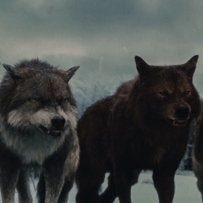 three wolfs are standing in the snow with their mouths open and one is looking at the camera