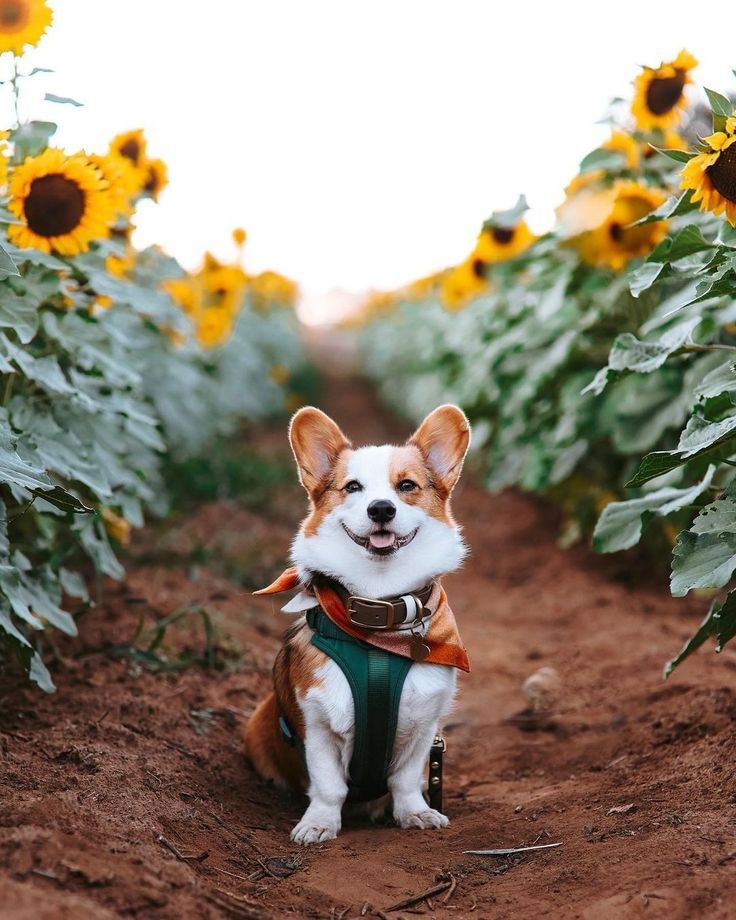 a corgi dog sitting in the middle of a field with sunflowers