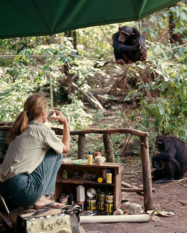 a woman sitting on top of a table next to a monkey hanging from a tree