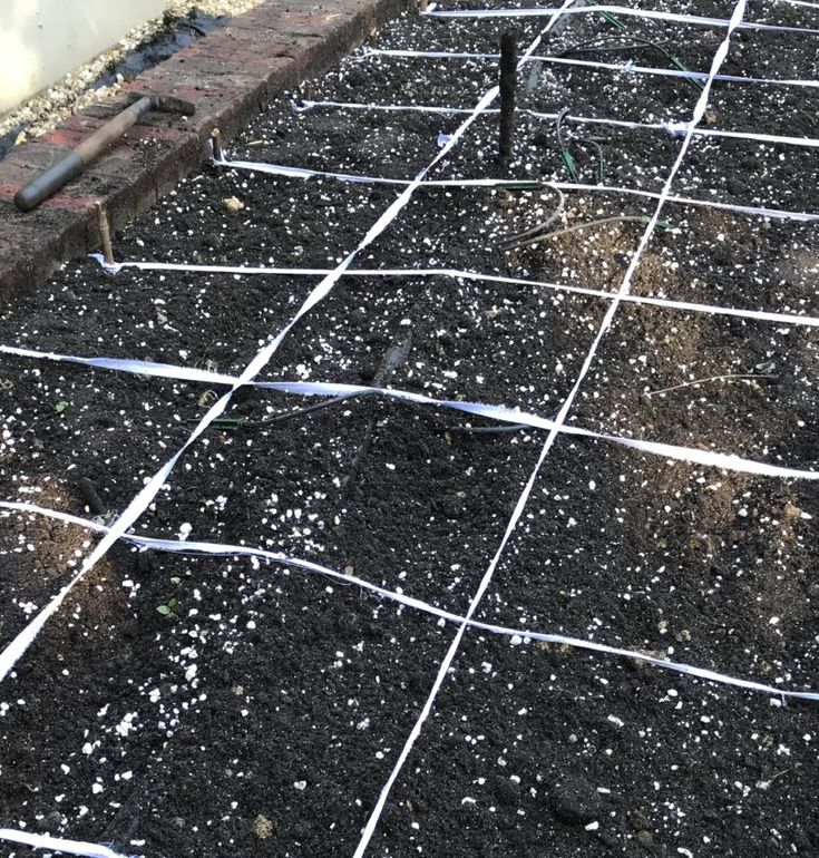 the ground is covered with black soil and white sprinkles, next to a brick wall