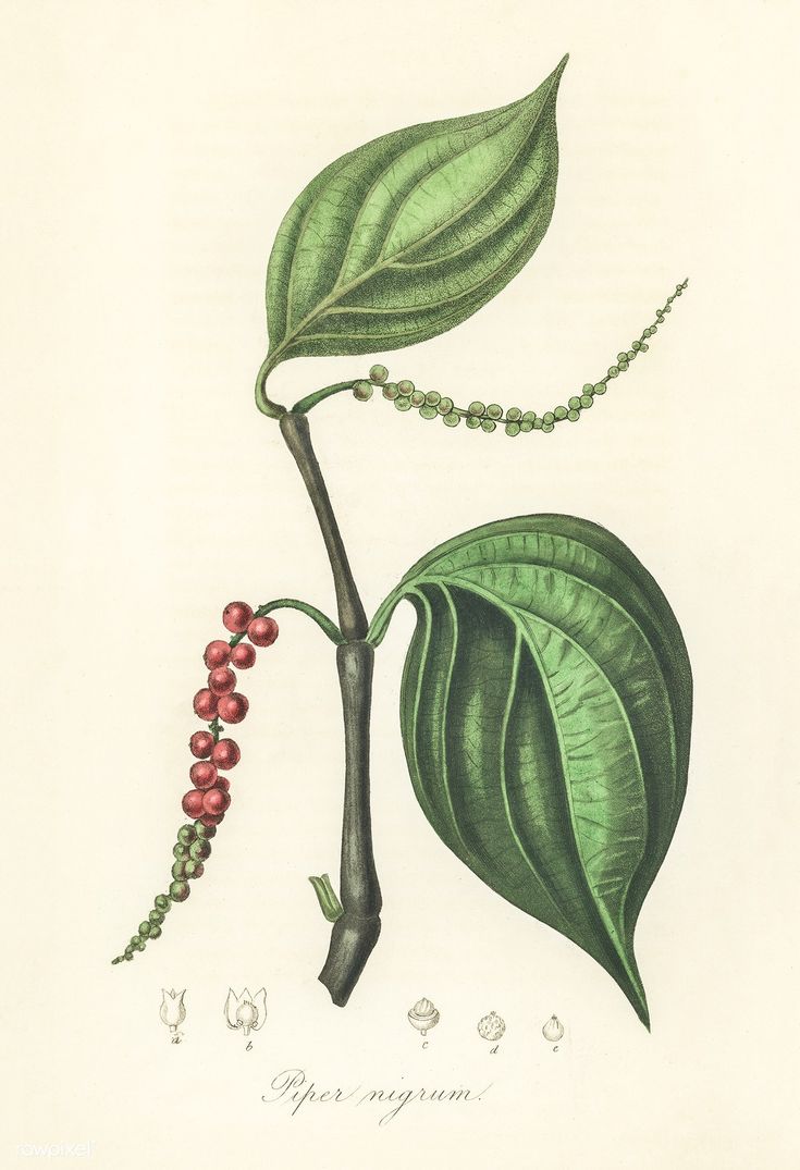 a drawing of a plant with leaves and berries