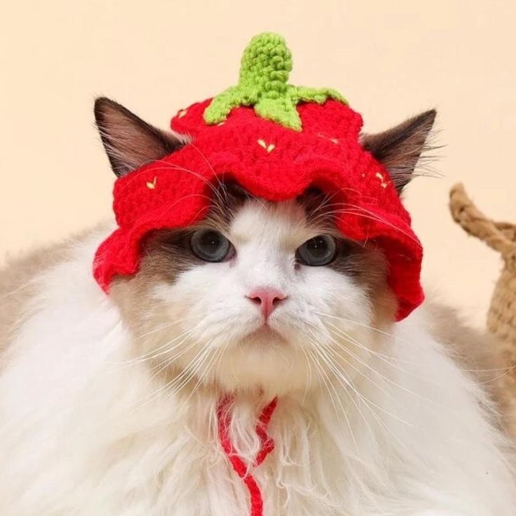 a white cat wearing a red knitted strawberry hat