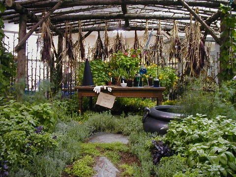 a garden with lots of plants in it