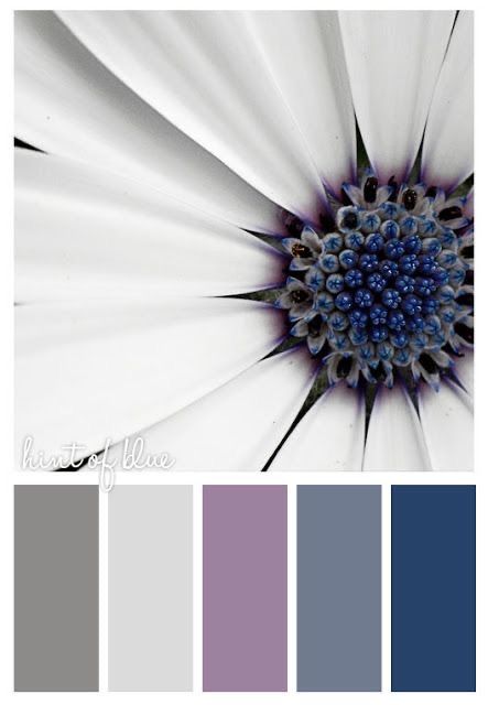 a white flower with blue center surrounded by purple and gray color swatches for the petals