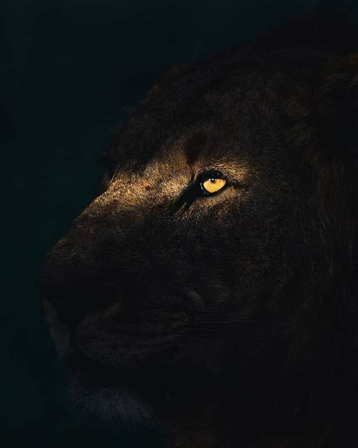 a close up of a lion's face with the light shining on its eyes