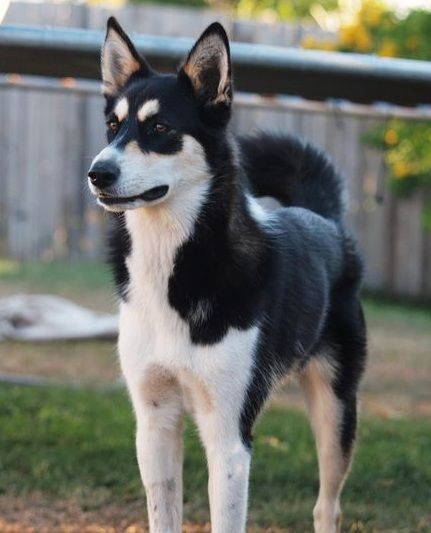 a black and white dog standing on top of a grass covered field next to a fence