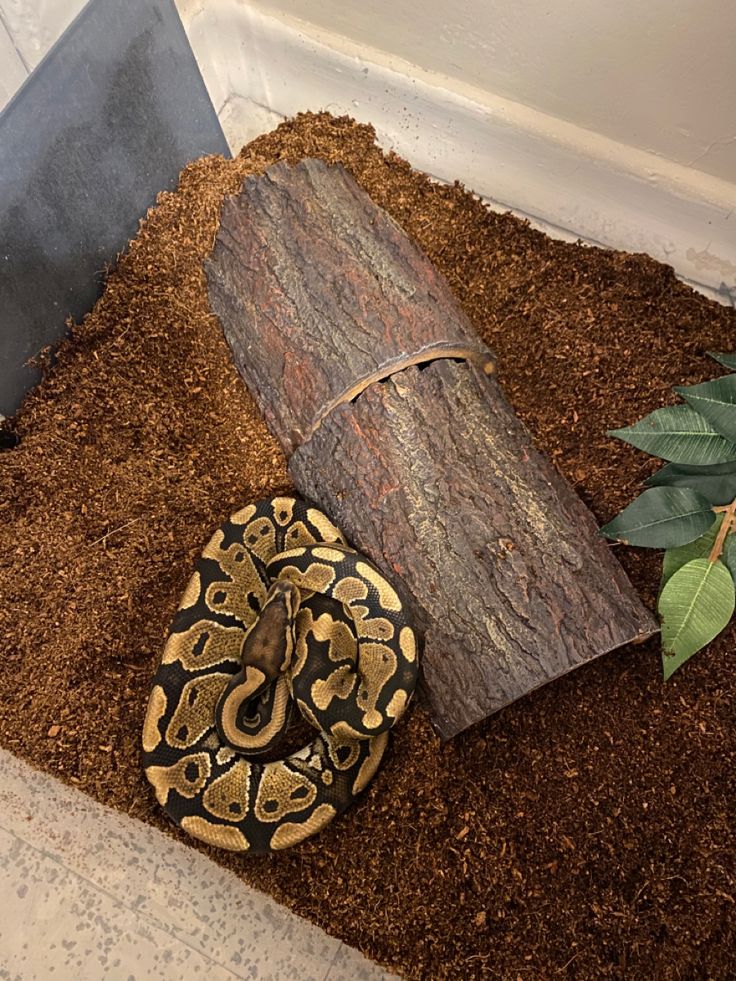 a snake is laying on the ground next to a tree log and a green plant