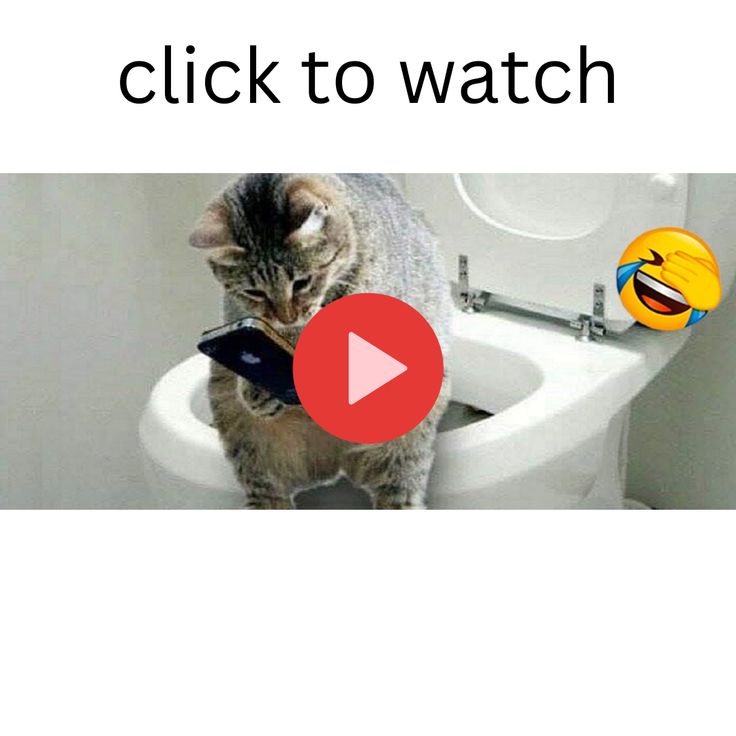 a cat sitting on top of a toilet seat with the caption click to watch