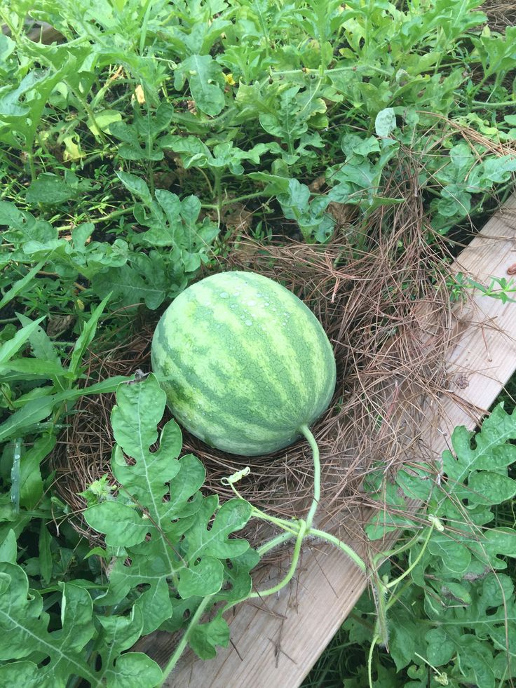 a watermelon sitting in the middle of a garden