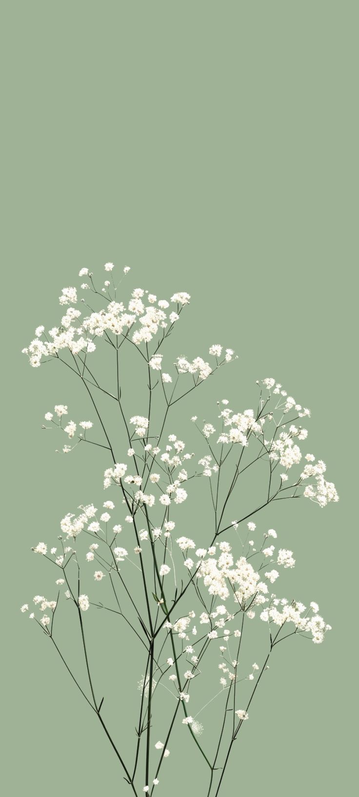 white flowers are in a vase against a green background