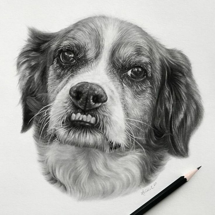 a pencil drawing of a dog's face