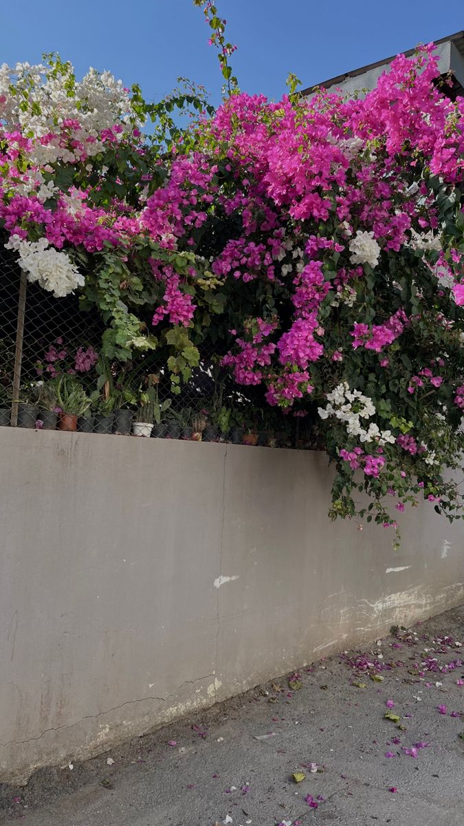 pink and white flowers growing on the side of a building