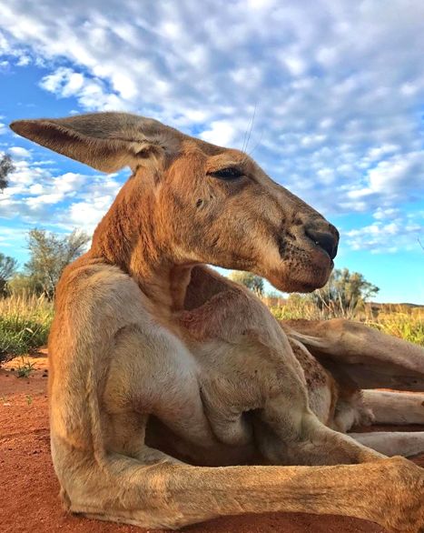 a kangaroo sitting on top of a wooden log in the middle of a dirt field