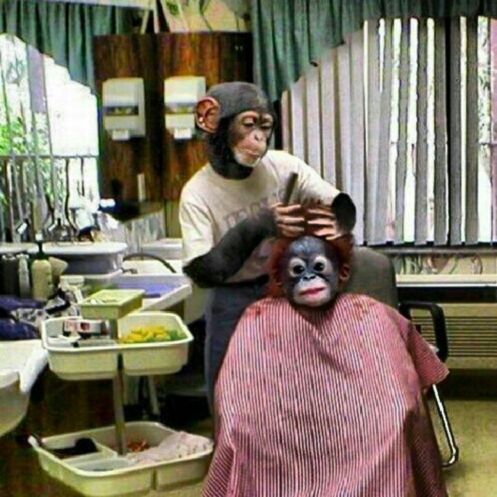 a man getting his hair cut by another person with a monkey mask on it's head