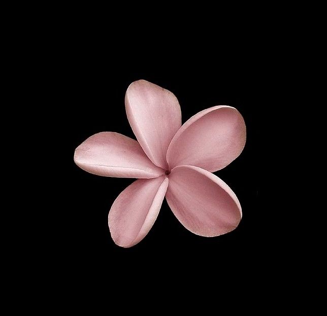 a pink flower on a black background