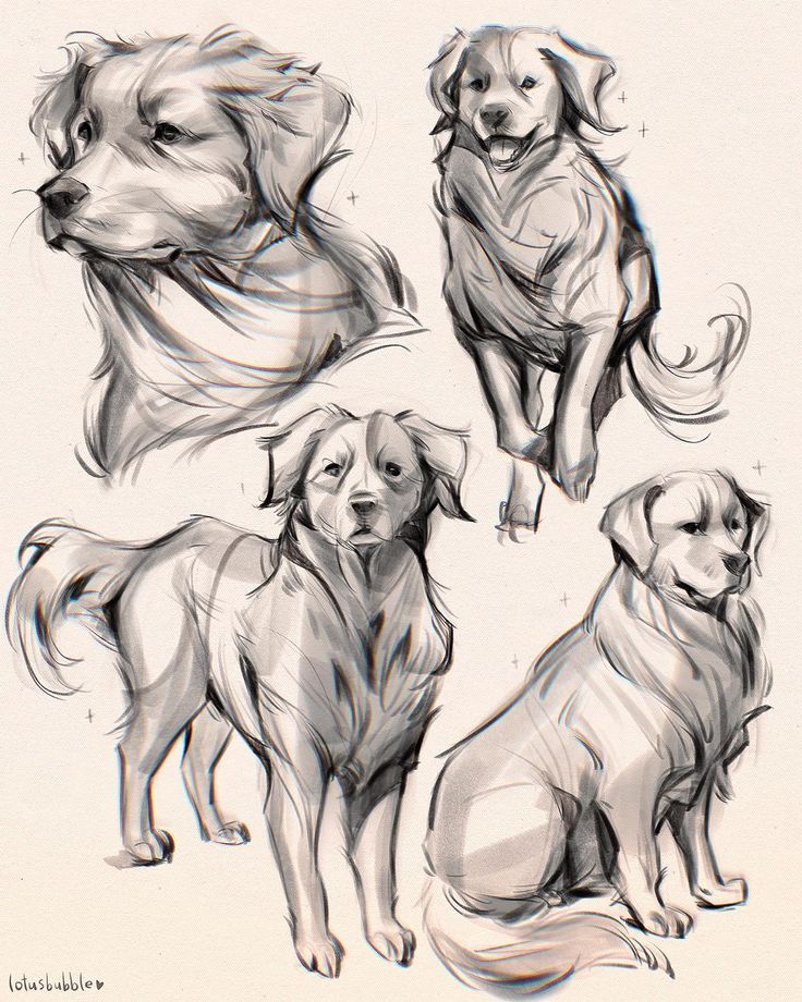 sketches of dogs sitting and standing in different poses