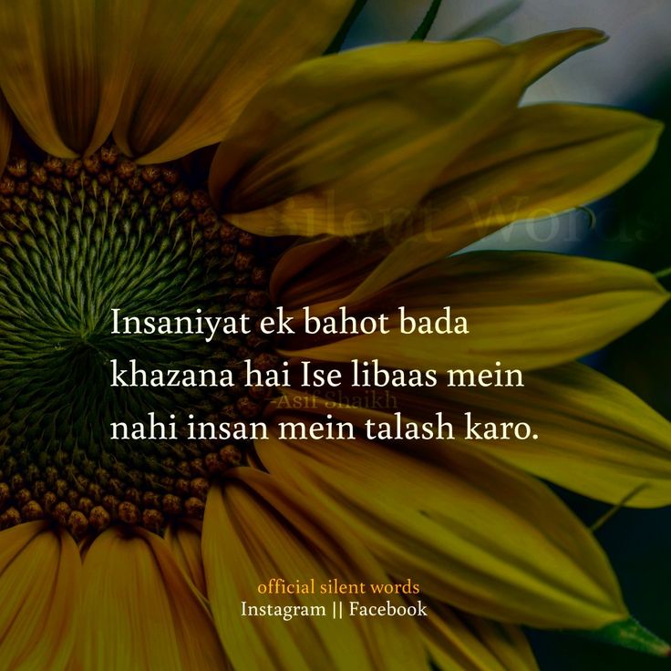 a yellow sunflower with the words insanyt e batot bada khazzana hai i je libiaas mein mein nahh insan mein talash karo