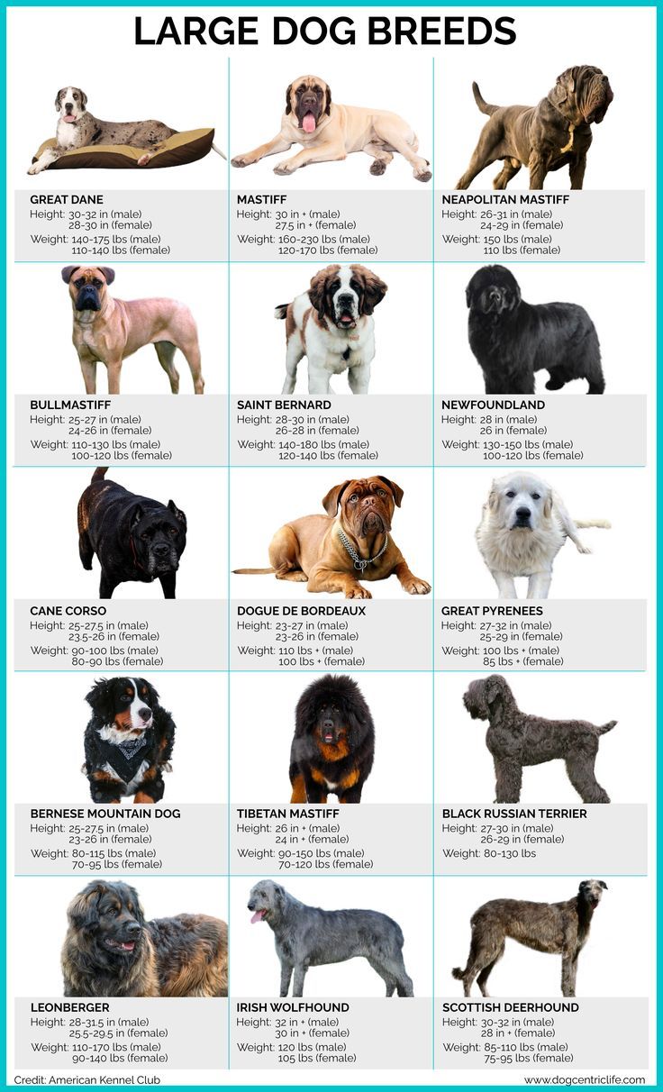 large dog breeds are shown in this poster