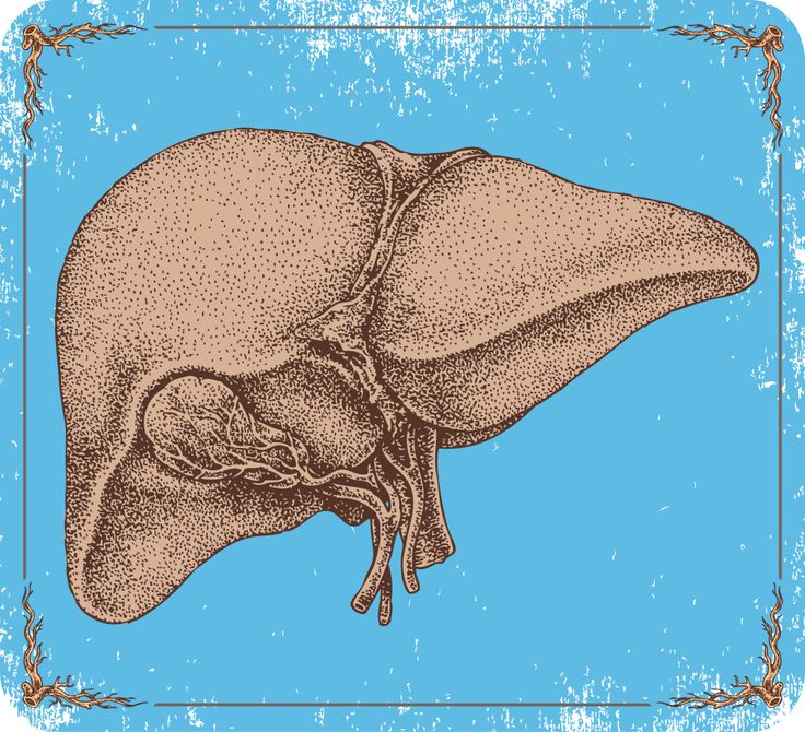 an illustration of the human liver in brown and blue colors with grungy edges