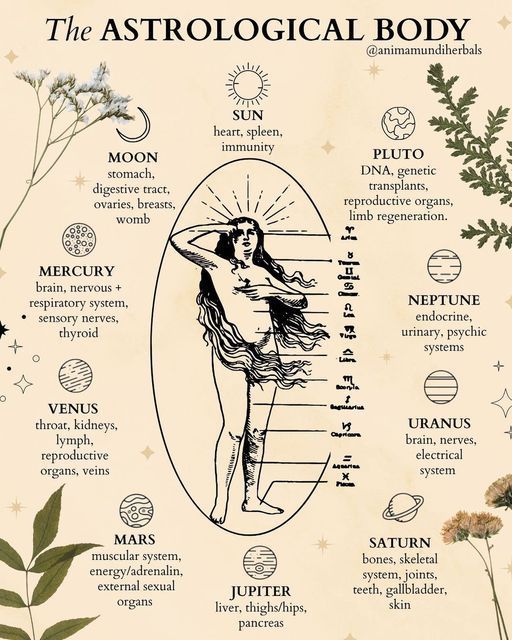 How To Learn Astrology, Forms Of Divination, Astrology Notes Aesthetic, Astrology Infographic, Astrology Grimoire, Book Of Shadows Astrology, Hellenistic Astrology, Astrology Branding, Body Astrology