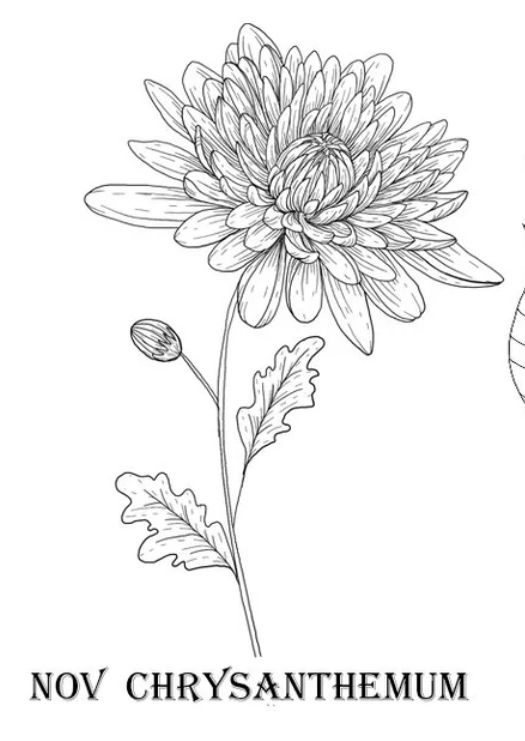 a black and white drawing of a flower with the words, now chrysanthemum