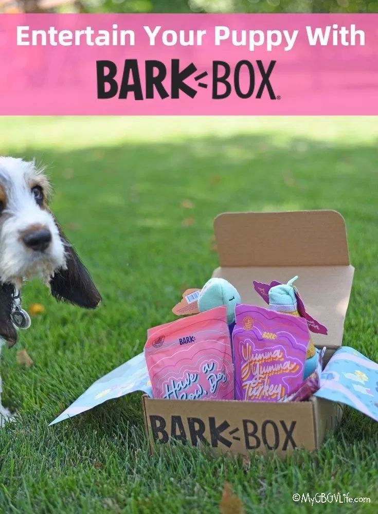 a dog standing next to a box filled with bark - in - the - box treats