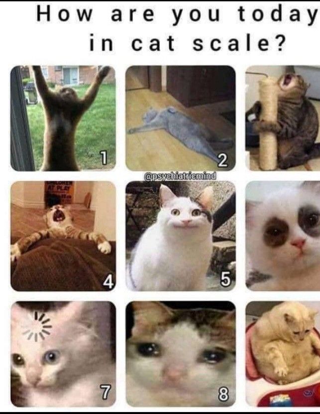 a series of pictures showing cats with different facial expressions on their faces and the words how are you today, in cat scale?