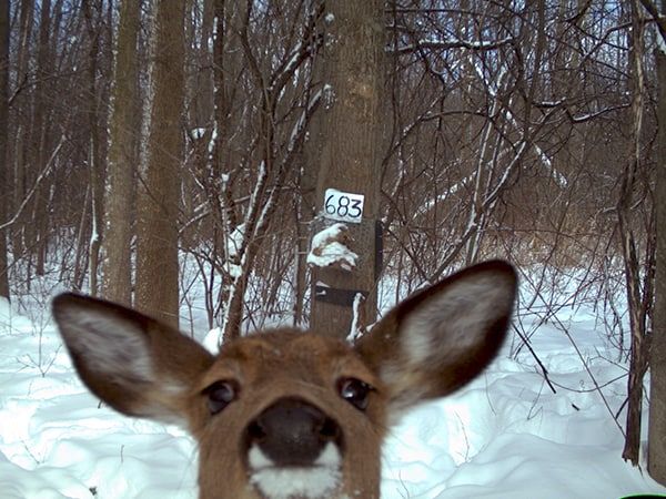 a deer looking at the camera with trees in the background and snow on the ground