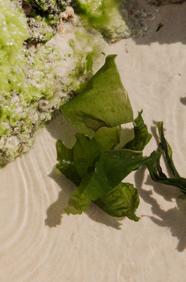 some green leaves are laying on the sand