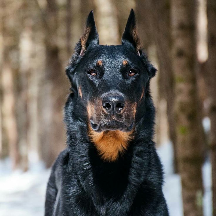 a large black and brown dog standing in the snow near some tree'd branches