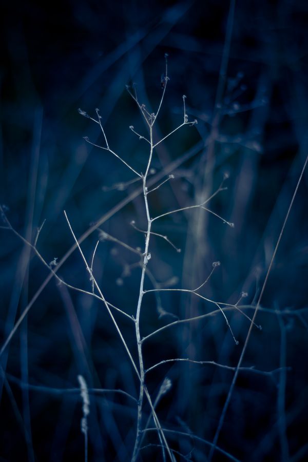 the branches of a tree with no leaves are shown in this dark blue photo,