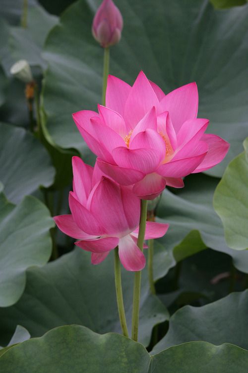 two pink flowers are blooming in the middle of green leaves