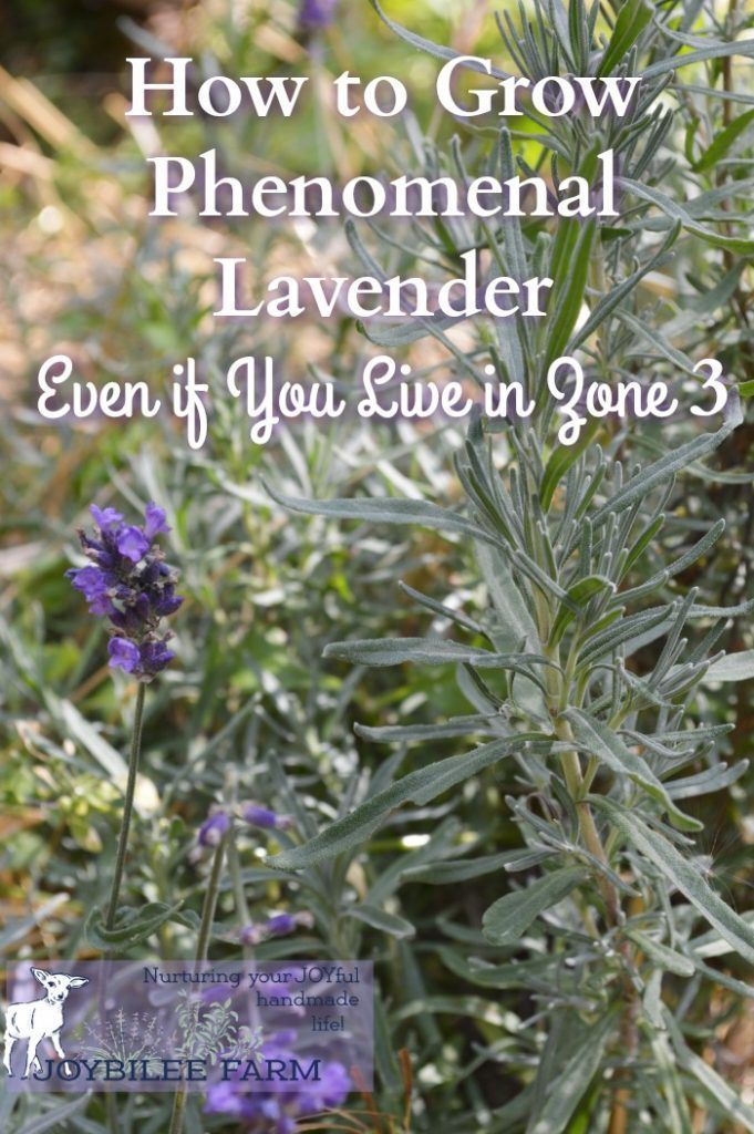 lavender flowers with the title how to grow phenonal lavender even if you've been gone 3